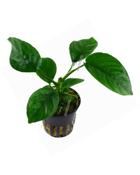 Anubias Caladifolia en Pot